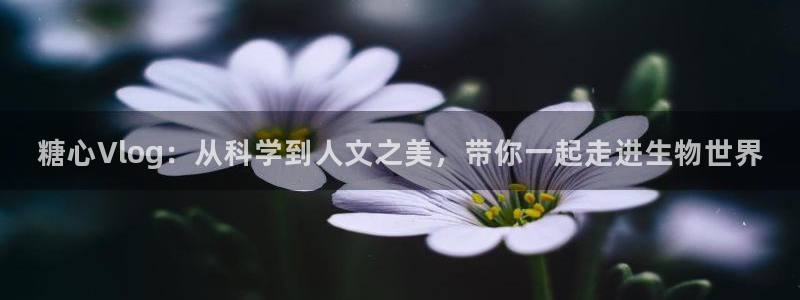 糖心在线蘑菇vlog:糖心Vlog:从科